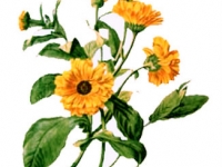 Calendula Flower Oil