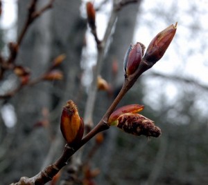 Black Cottonwood tree buds with catkins emerging, Balm Of Gilead Oil