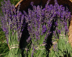 Fresh Lavender Plants