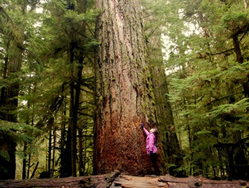 Ancient Douglas Fir, Cathedral Grove, Vancouver Island